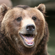 Un oso Grizziy en el zoológico de Denver Colorado, no relacionado con el autor del robo. Foto: Amy the Nurse / Flickr